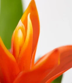 Dehner Bromelien - Vriesea - Bromelia cultivars, verschiedene Sorten