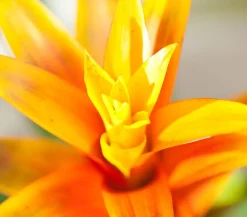 Dehner Bromelien - Vriesea - Bromelia cultivars, verschiedene Sorten
