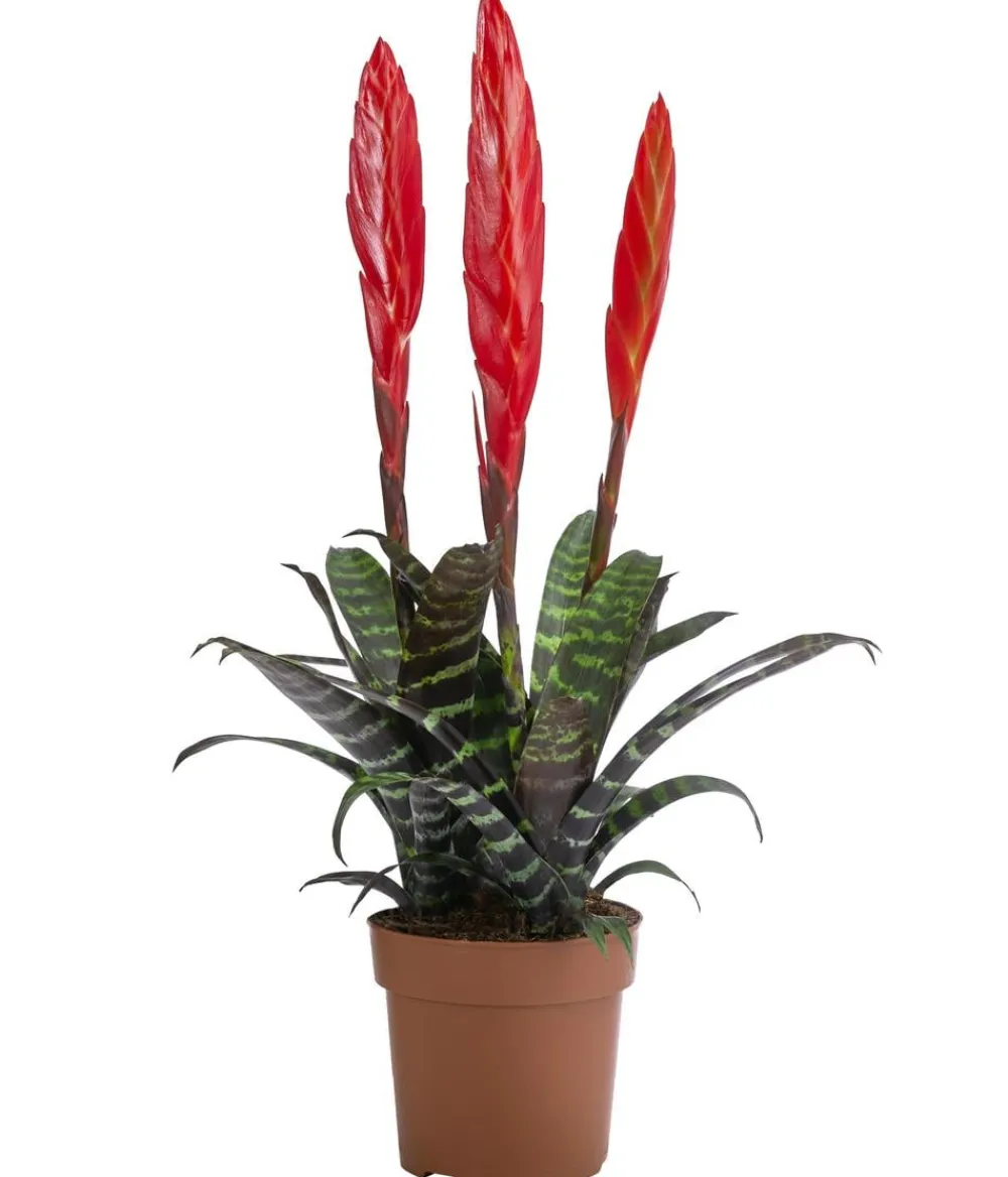 Dehner Bromelien - Vriesea - Vriesea cultivars 'Era' Rot