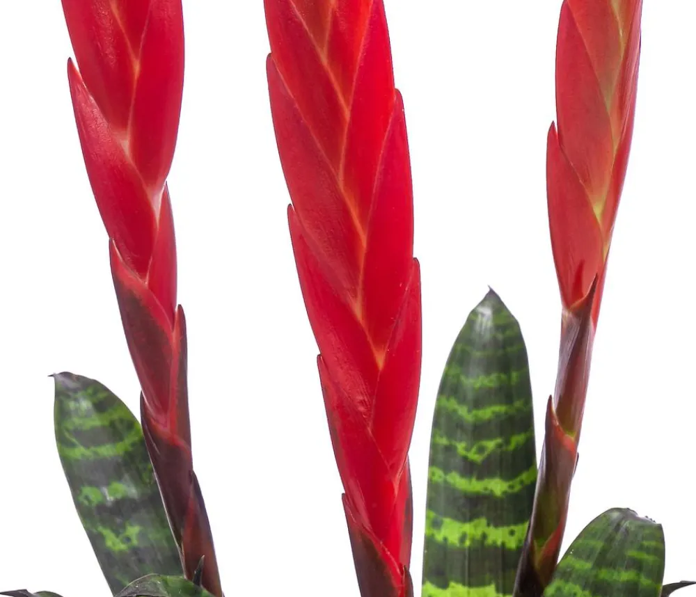 Dehner Bromelien - Vriesea - Vriesea cultivars 'Era' Rot