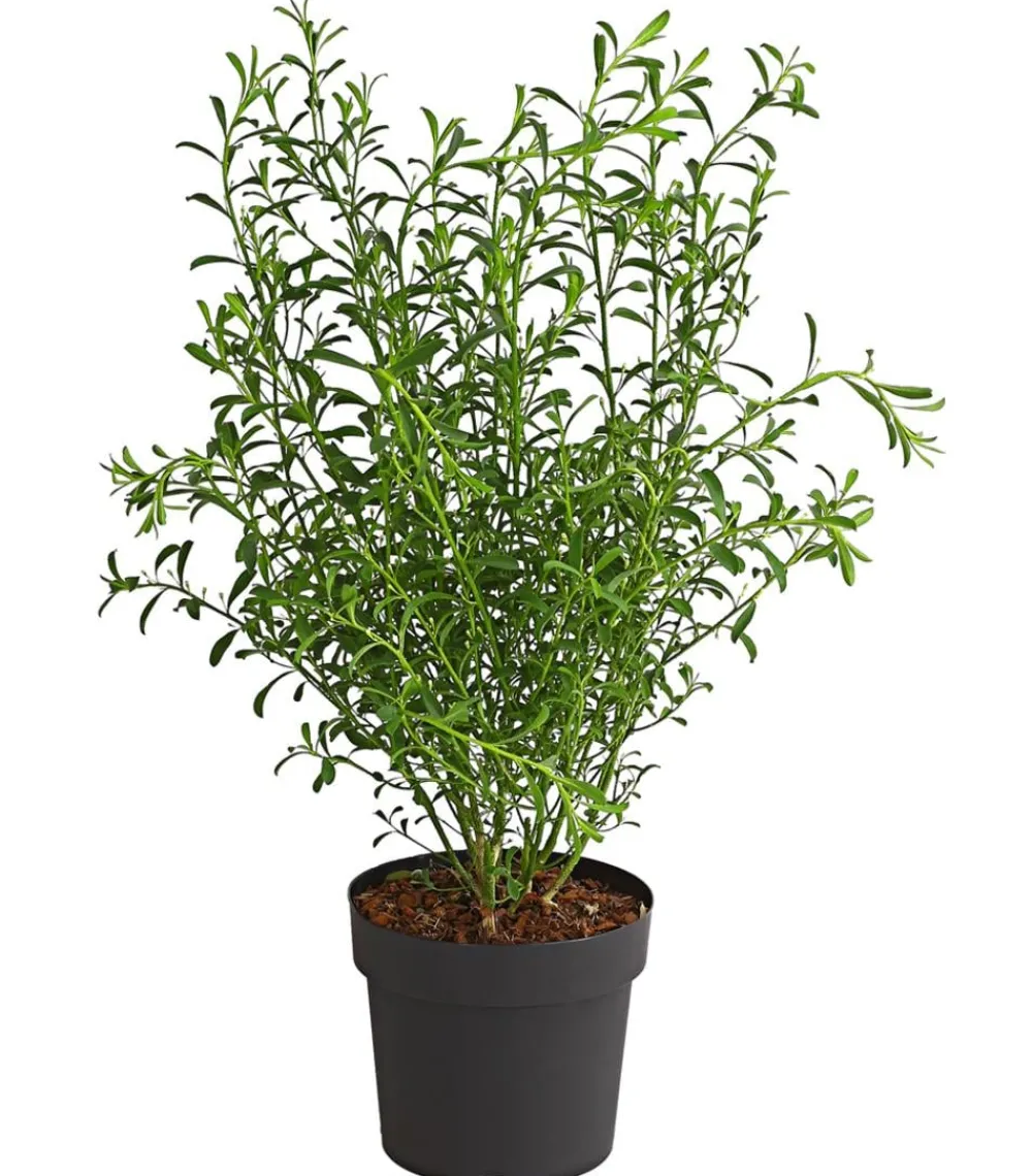 Dehner Laubgehölze|Blühende Sträucher > Wachsblume 'Flower Girl White'