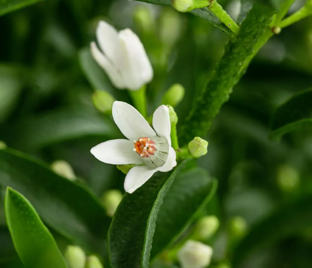 Dehner Laubgehölze|Blühende Sträucher > Wachsblume 'Flower Girl White'