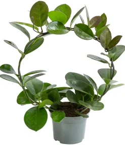 Dehner Grünpflanzen > Wachsblume - Hoya australis