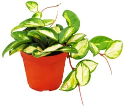 Dehner Wachsblume - Hoya carnosa 'Tricolor' Online