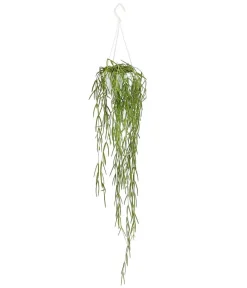 Dehner Wachsblume - Hoya linearis, Ampel Grün Hot