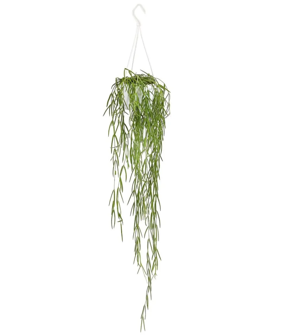 Dehner Wachsblume - Hoya linearis, Ampel Grün Hot