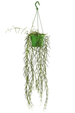Dehner Wachsblume - Hoya linearis, Ampel Grün Clearance