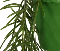 Dehner Wachsblume - Hoya linearis, Ampel Grün Clearance