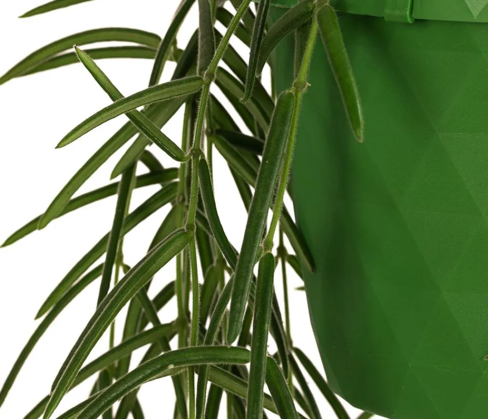 Dehner Wachsblume - Hoya linearis, Ampel Grün Clearance