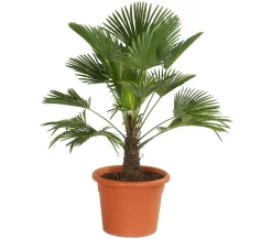 Dehner Wagners Hanfpalme Grün New