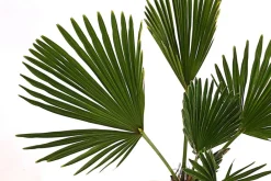 Dehner Palmen|Terrassenpflanzen - Wagners Hanfpalme Grün