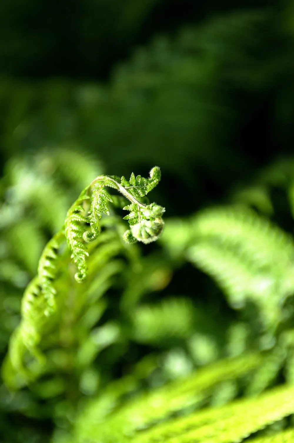 Dehner Blatt- & Schattenstauden > Wald-Frauenfarn