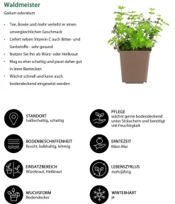 Dehner Garten- & Heilkräuter|Küchenkräuter - Waldmeister Grün