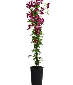 Dehner Waldrebe - Clematis Rot