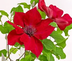 Dehner Waldrebe - Clematis Rot