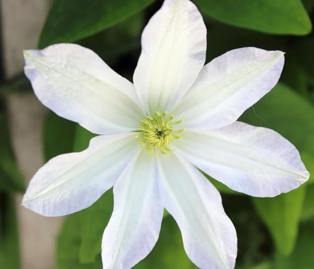 Dehner Waldrebe - Clematis Weiß Clearance