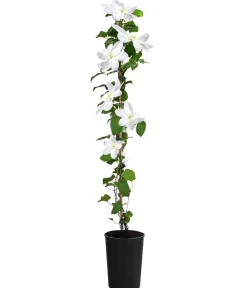 Dehner Waldrebe - Clematis Weiß Clearance