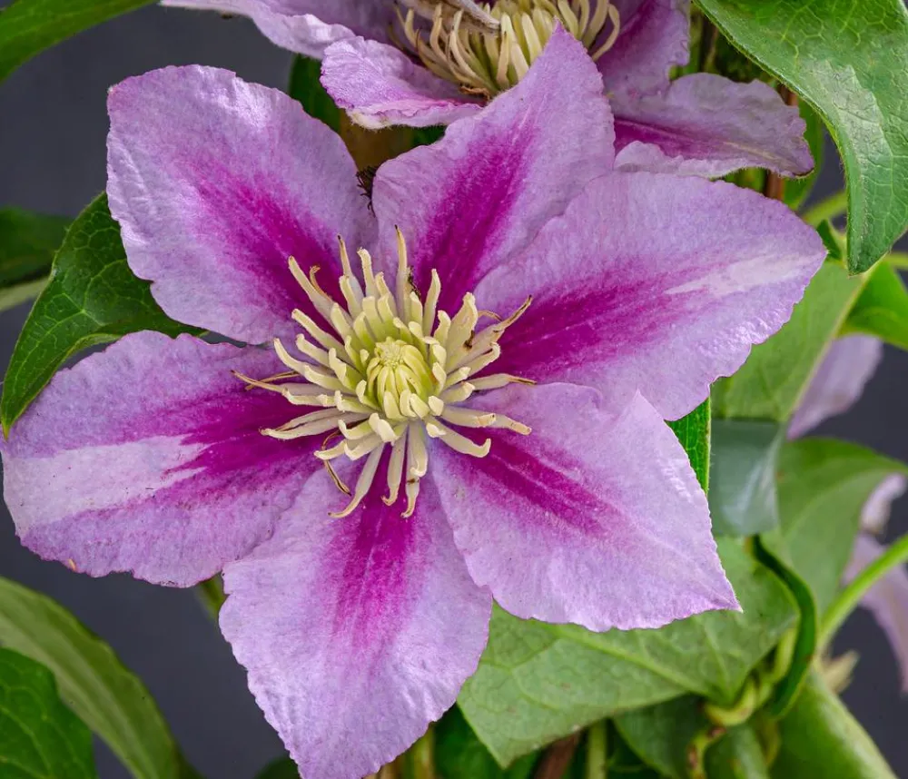 Dehner Clematis|Kletterpflanzen - Waldrebe - Clematis Rosa