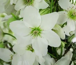 Dehner Waldrebe - Clematis 'Avalanche' Weiß Outlet