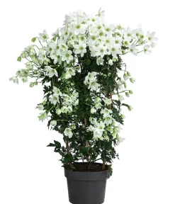 Dehner Waldrebe - Clematis 'Avalanche' Weiß Outlet