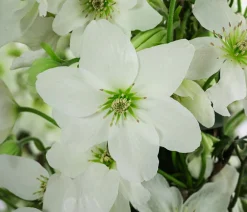 Dehner Clematis|Kletterpflanzen - Waldrebe - Clematis 'Avalanche' Weiß