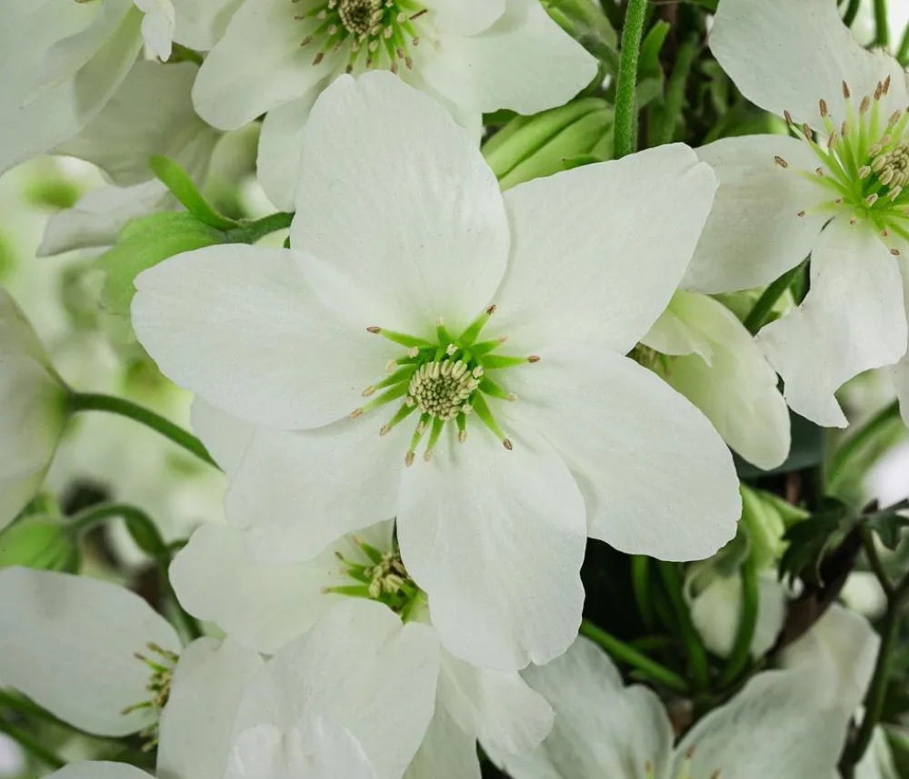Dehner Clematis|Kletterpflanzen - Waldrebe - Clematis 'Avalanche' Weiß