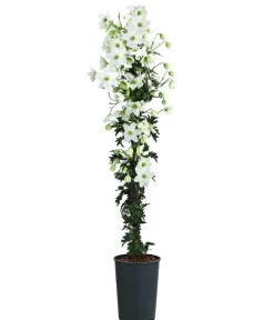 Dehner Clematis|Kletterpflanzen - Waldrebe - Clematis 'Avalanche' Weiß