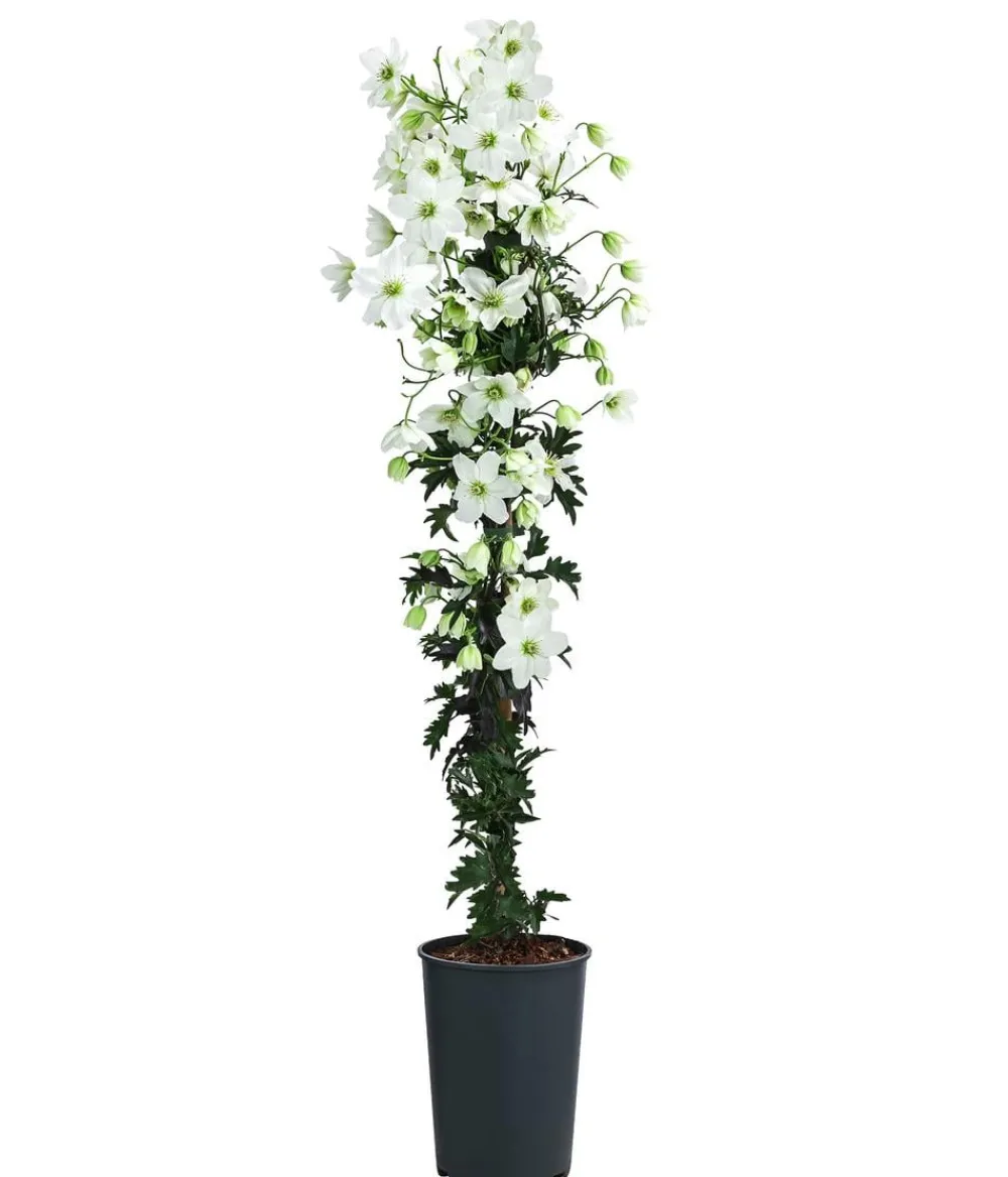 Dehner Clematis|Kletterpflanzen - Waldrebe - Clematis 'Avalanche' Weiß