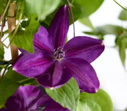 Dehner Clematis|Kletterpflanzen > Waldrebe - Clematis, blau, Bogen