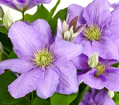 Dehner Waldrebe - Clematis, blau, Rankhilfe Lila Best