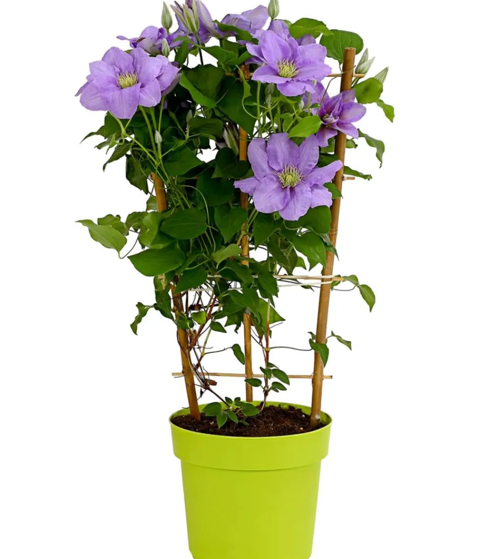 Dehner Waldrebe - Clematis, blau, Rankhilfe Lila Best