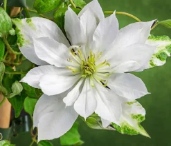 Dehner Clematis|Kletterpflanzen - Waldrebe - Clematis 'Dancing Dorien®' Creme