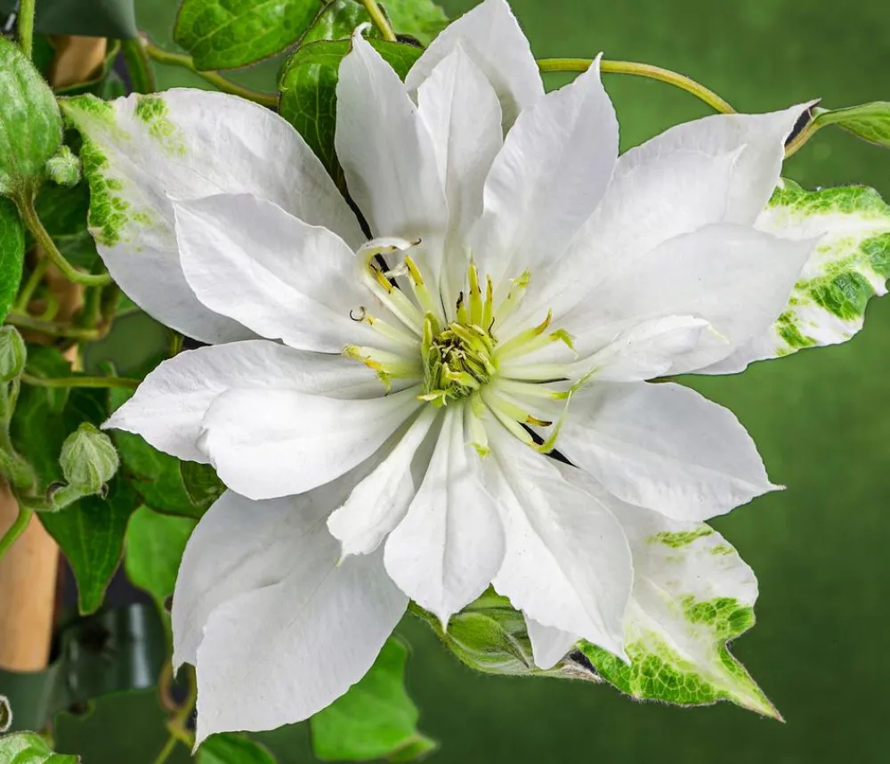 Dehner Clematis|Kletterpflanzen - Waldrebe - Clematis 'Dancing Dorien®' Creme