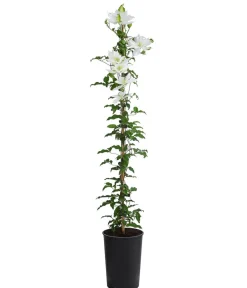 Dehner Clematis|Kletterpflanzen - Waldrebe - Clematis 'Dancing Dorien®' Creme