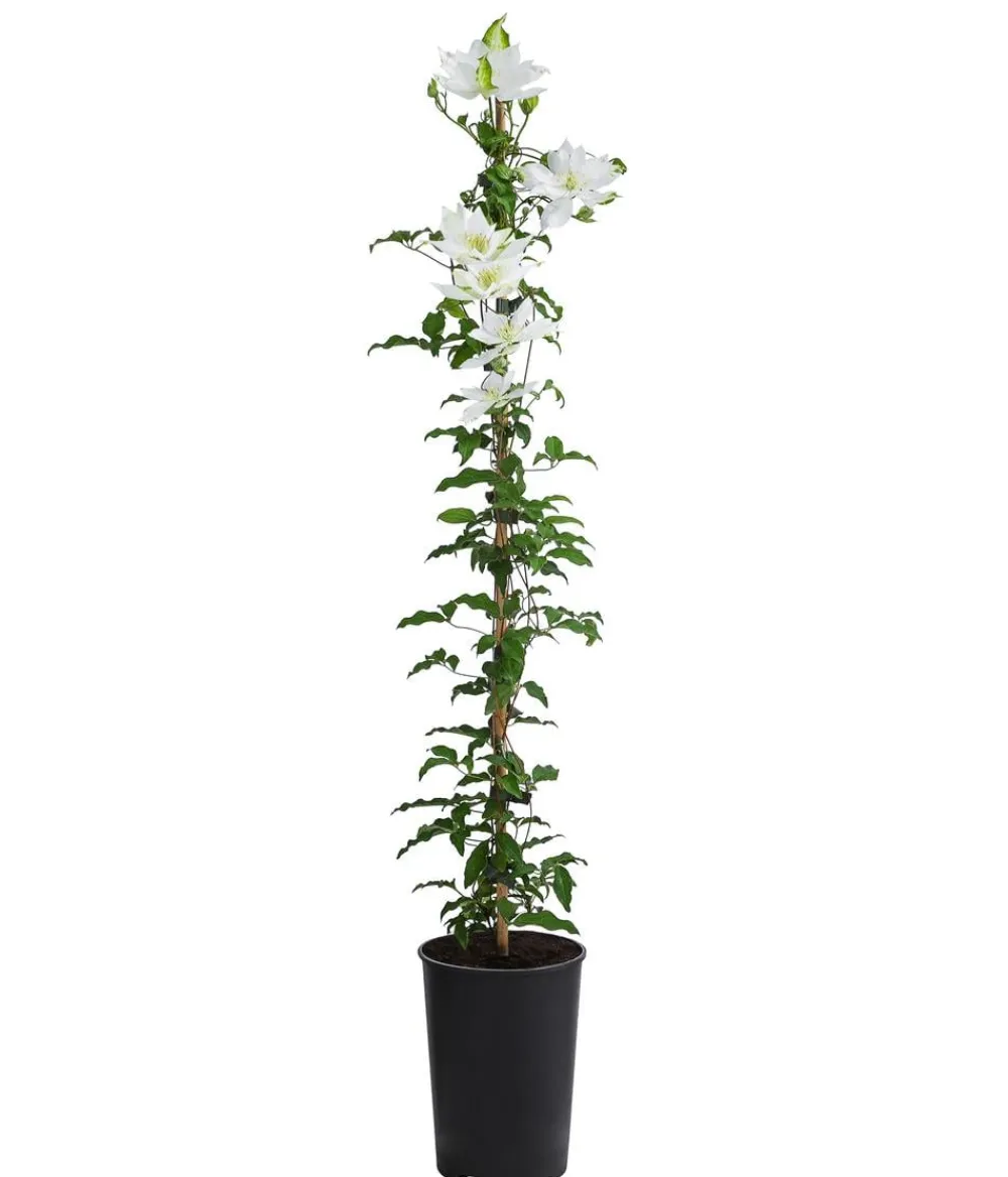 Dehner Clematis|Kletterpflanzen - Waldrebe - Clematis 'Dancing Dorien®' Creme