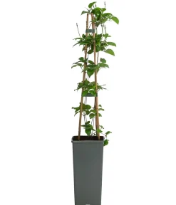 Dehner Clematis|Kletterpflanzen > Waldrebe - Clematis 'Dr. Ruppel'