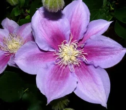 Dehner Clematis|Kletterpflanzen - Waldrebe - Clematis 'Etoile de Malicorne' Lila
