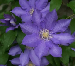 Dehner Clematis|Kletterpflanzen > Waldrebe - Clematis 'Jackmannii/The President'