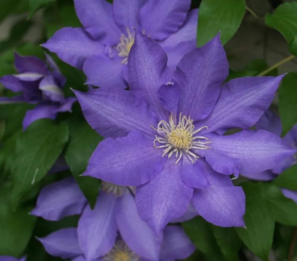 Dehner Clematis|Kletterpflanzen > Waldrebe - Clematis 'Jackmannii/The President'