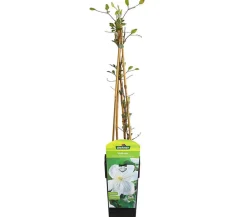 Dehner Clematis|Kletterpflanzen > Waldrebe - Clematis 'Madame le Coultre'