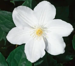 Dehner Clematis|Kletterpflanzen > Waldrebe - Clematis 'Madame le Coultre'