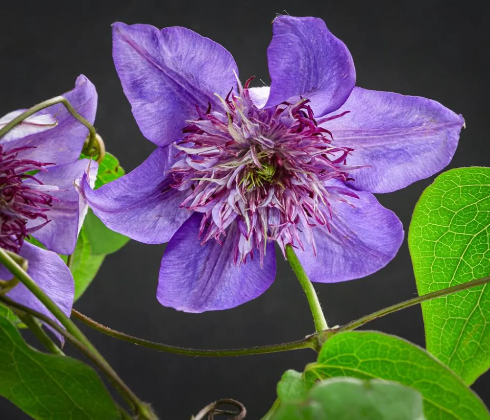 Dehner Clematis|Kletterpflanzen - Waldrebe - Clematis 'Multi Blue' Lavendel