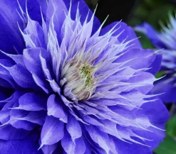 Dehner Clematis|Kletterpflanzen - Waldrebe - Clematis 'Multi Blue' Lavendel