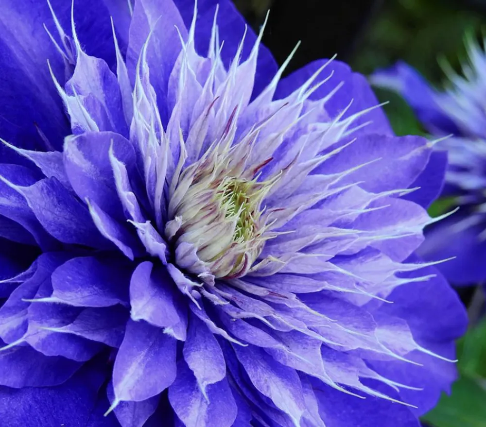 Dehner Clematis|Kletterpflanzen - Waldrebe - Clematis 'Multi Blue' Lavendel