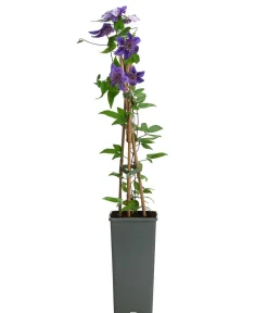 Dehner Clematis|Kletterpflanzen - Waldrebe - Clematis 'Multi Blue' Lavendel