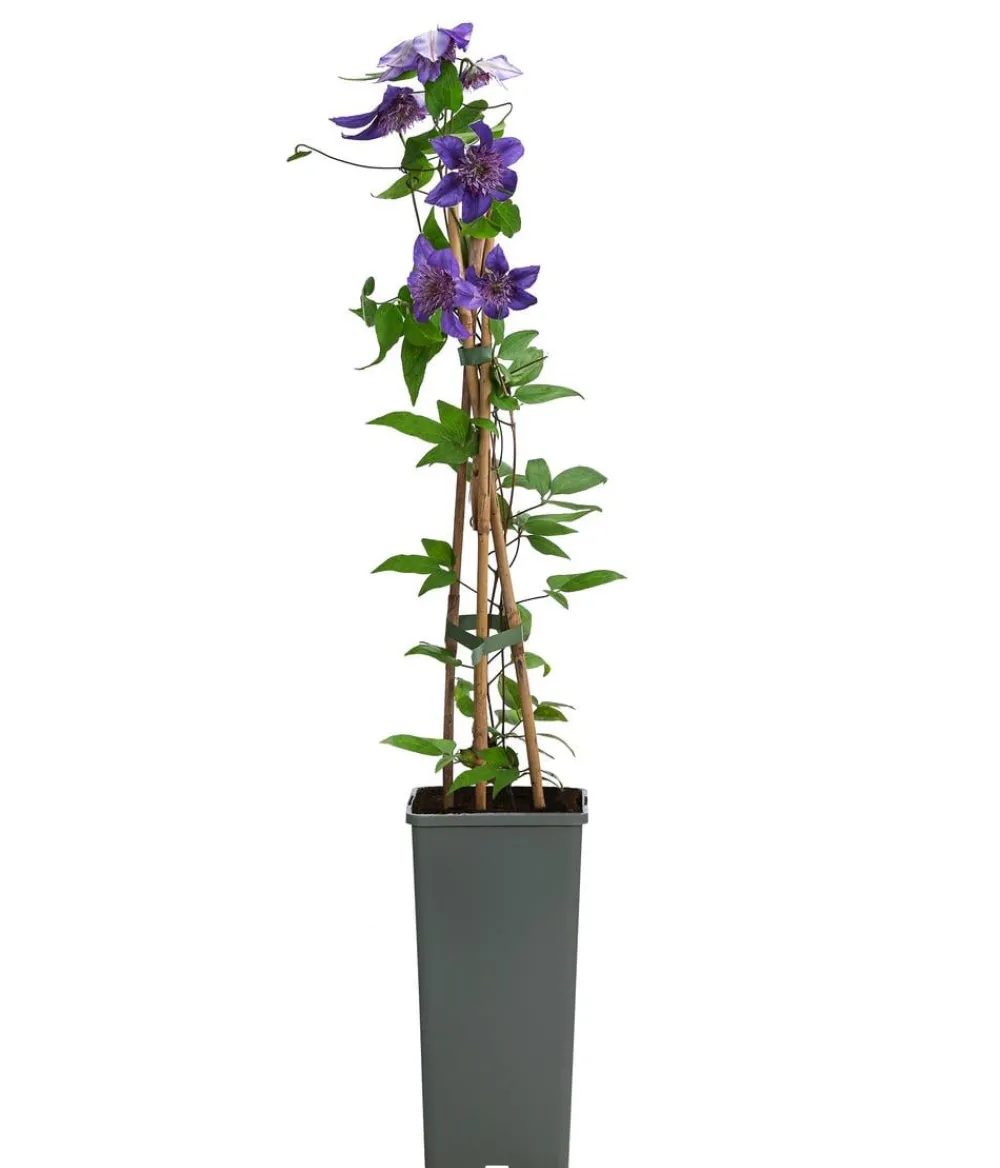 Dehner Clematis|Kletterpflanzen - Waldrebe - Clematis 'Multi Blue' Lavendel