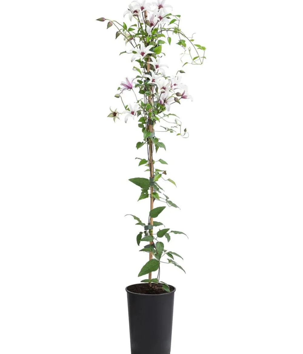 Dehner Clematis|Kletterpflanzen > Waldrebe - Clematis 'Princess Kate'