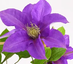 Dehner Clematis|Kletterpflanzen > Waldrebe - Clematis, Rankhilfe
