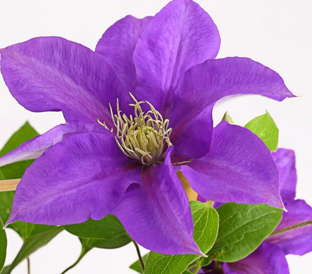 Dehner Clematis|Kletterpflanzen > Waldrebe - Clematis, Rankhilfe