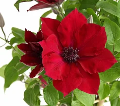 Dehner Waldrebe - Clematis, Rankhilfe Rot Clearance